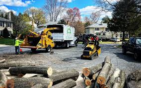 Why Choose Our Tree Removal Services in Jefferson, GA?