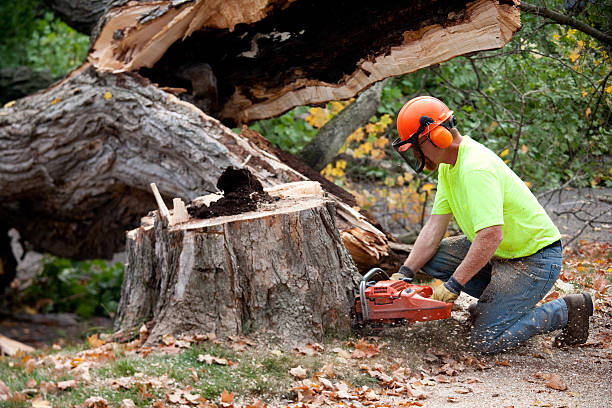 Best Emergency Tree Removal  in Jefferson, GA