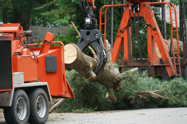 Best Stump Grinding and Removal  in Jefferson, GA