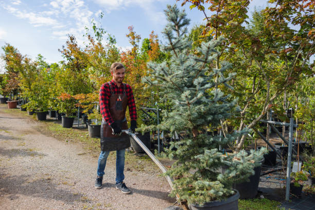 Best Fruit Tree Pruning  in Jefferson, GA